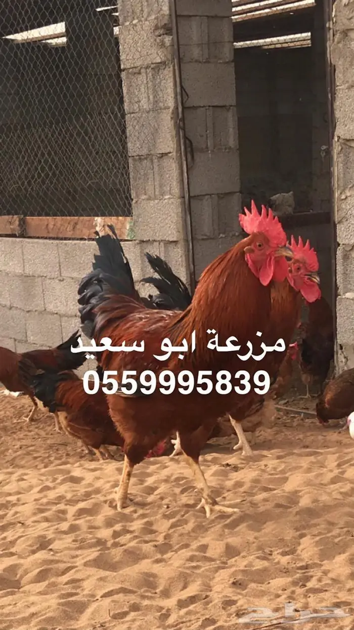 بيض دجاج فرنسي مخصب للبيع 6