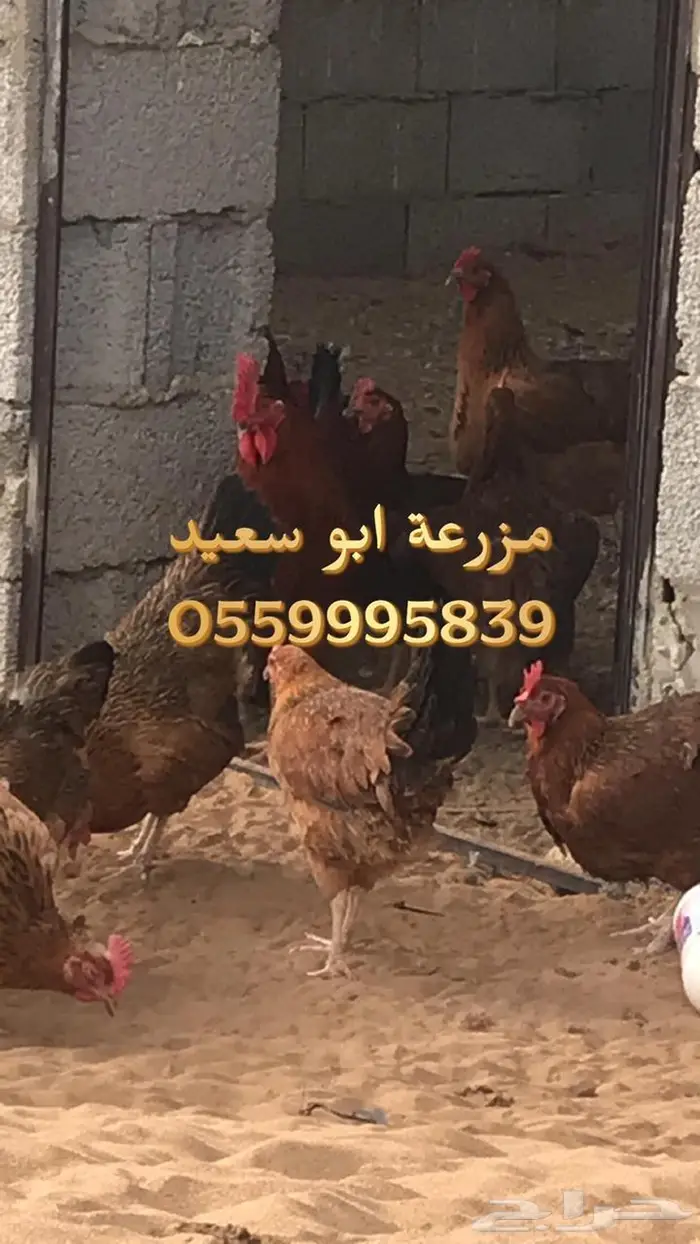 بيض دجاج فرنسي مخصب للبيع 7