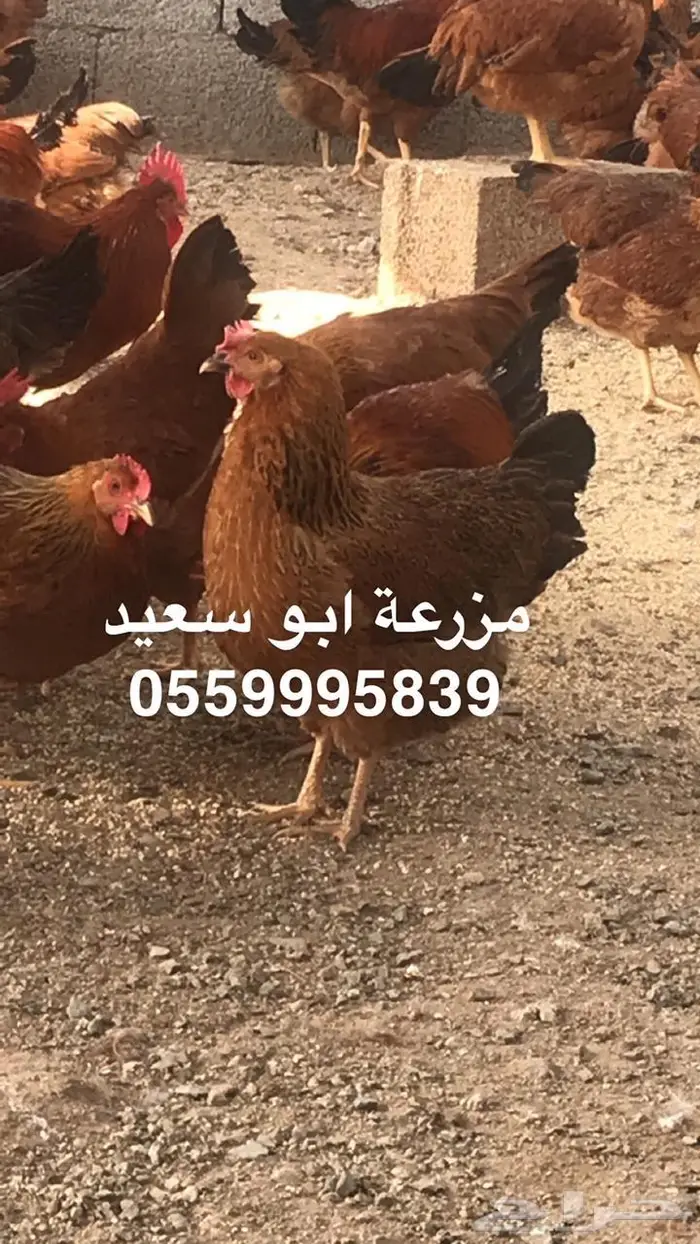 بيض دجاج فرنسي مخصب للبيع 9