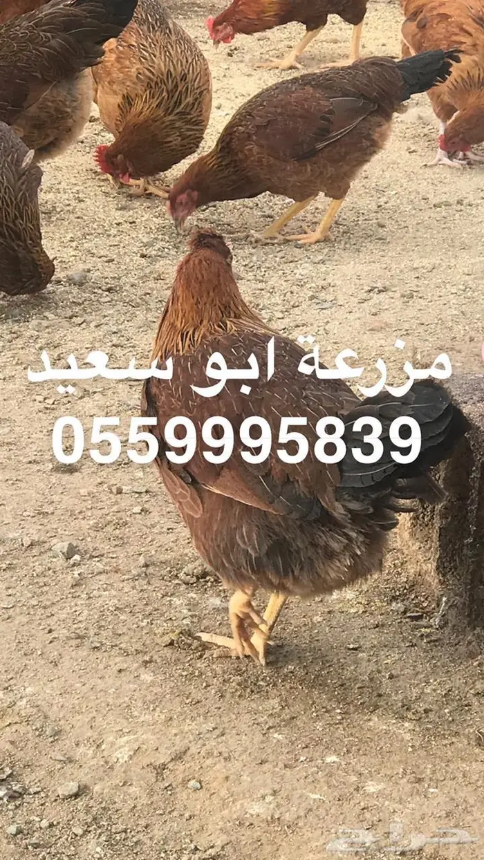 بيض دجاج فرنسي مخصب للبيع 10