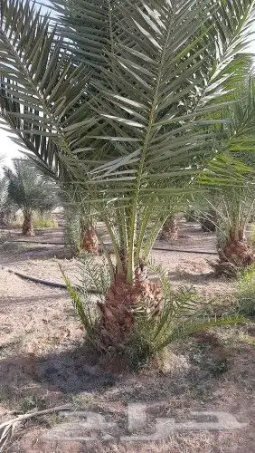 قلع وغرس وصيانه وتوريد النخيل 14