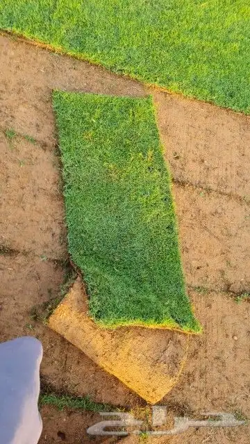 ثيل سي 2000 درجة اولى 3