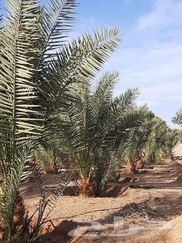 قلع وغرس وصيانه وتوريد النخيل 1