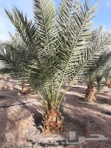 قلع وغرس وصيانه وتوريد النخيل 10
