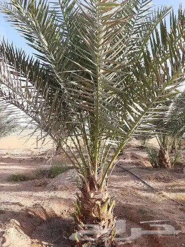 قلع وغرس وصيانه وتوريد النخيل 7