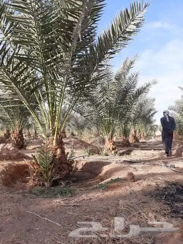قلع وغرس وصيانه وتوريد النخيل 3