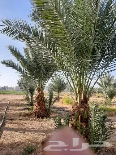 قلع وغرس وصيانه وتوريد النخيل 9