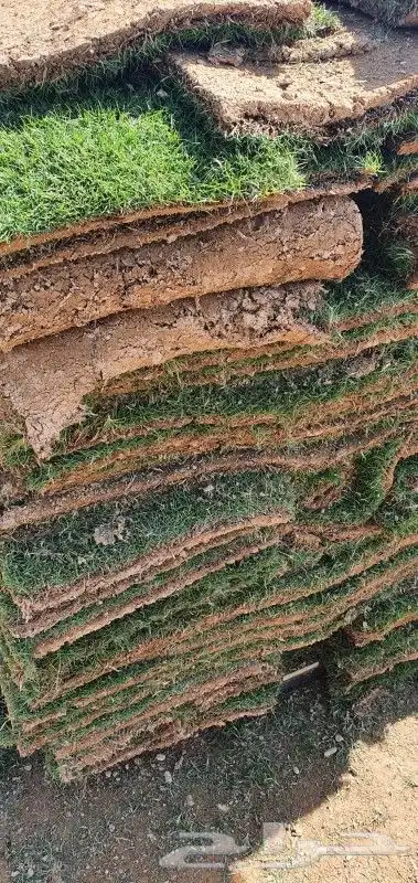 ثيل سي 2000 درجة اولى 2