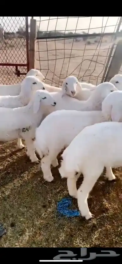 ذبايح طلي رخل مع السلخ والتوصيل ورجع فلوسك اذا ماعجبك 5