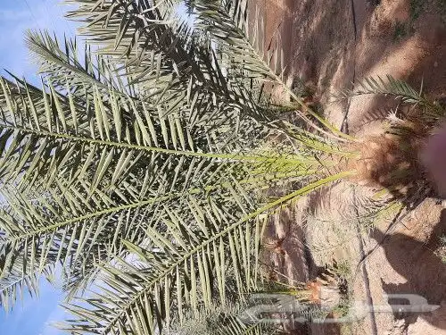 قلع وغرس وصيانه وتوريد النخيل 8