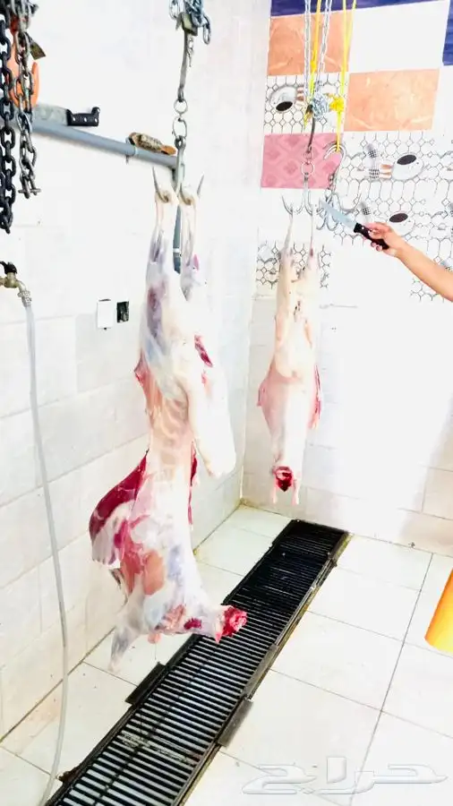 ذبائح شامله السلخ والتوصيل ذبايح بريه الطائف 7