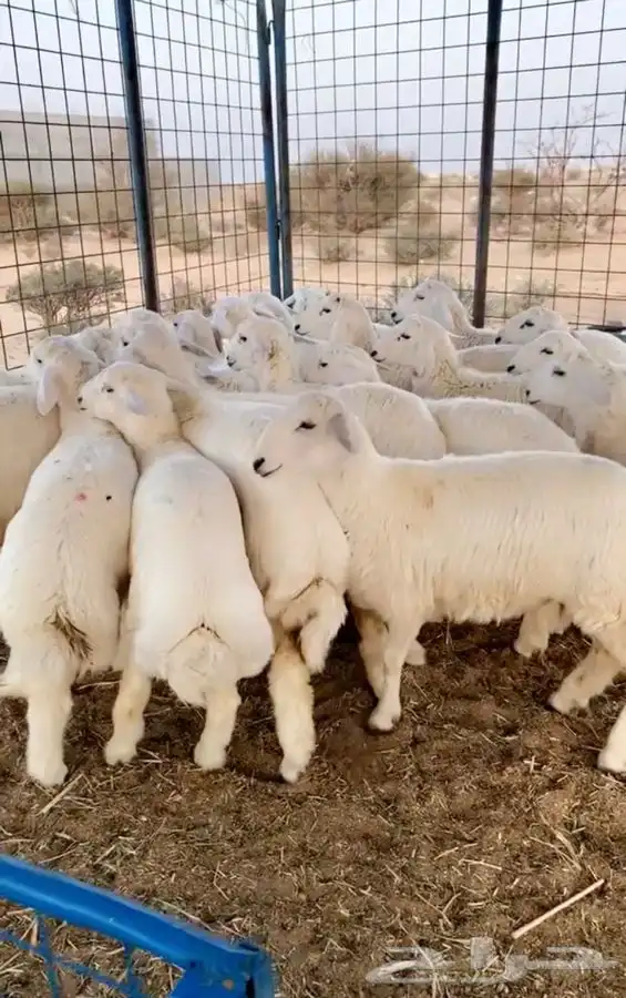 ذبائح شامله السلخ والتوصيل ذبايح بريه الطائف 8
