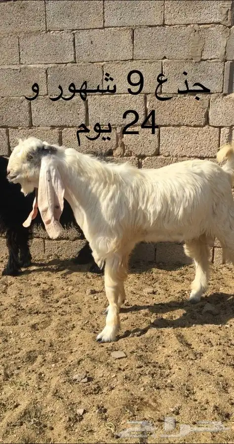 عروض مشاريك وعوارض بيض و سود 1حلال ابو حمدان الحبابي 9