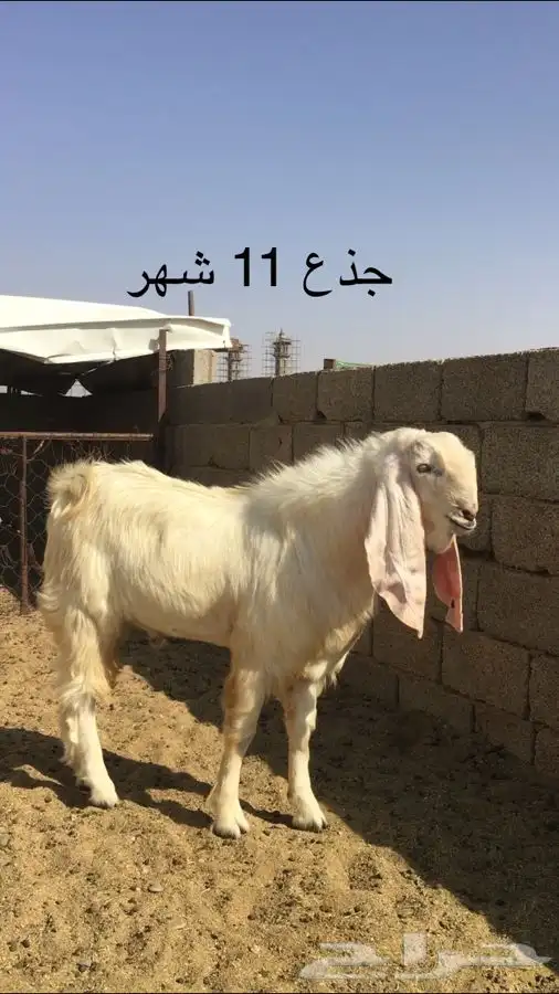 عروض مشاريك وعوارض بيض و سود 1حلال ابو حمدان الحبابي 8