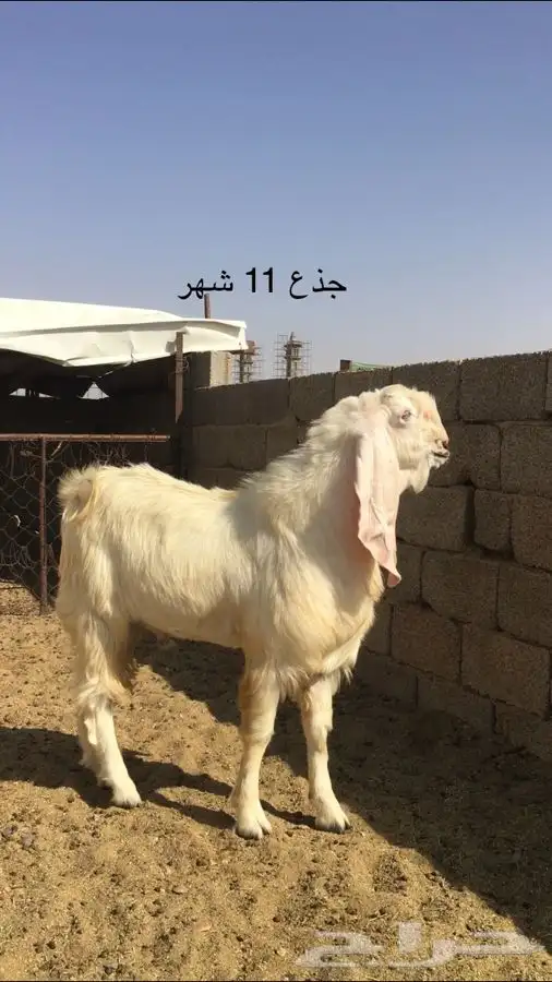 عروض مشاريك وعوارض بيض و سود 1حلال ابو حمدان الحبابي 7