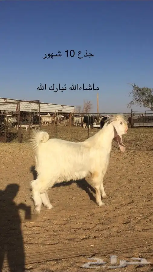 عروض مشاريك وعوارض بيض و سود 1حلال ابو حمدان الحبابي 10