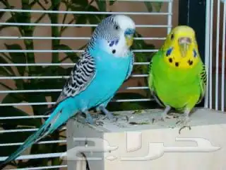 طيور البادجي بادجي الحب 1