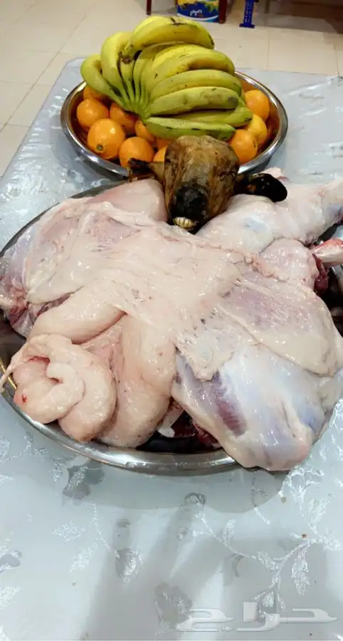 ذبايح خرفان وتيوس وحسلان وحشوان 7