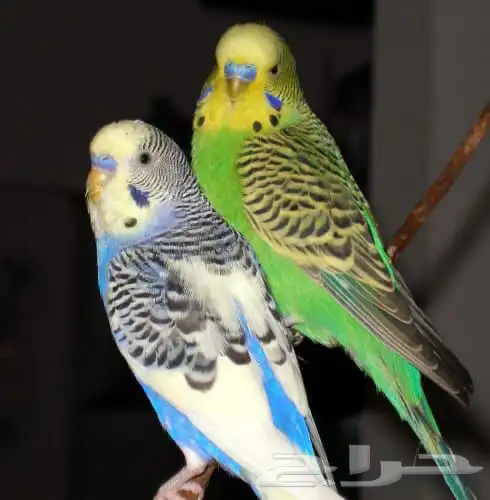 طيور البادجي بادجي الحب 0