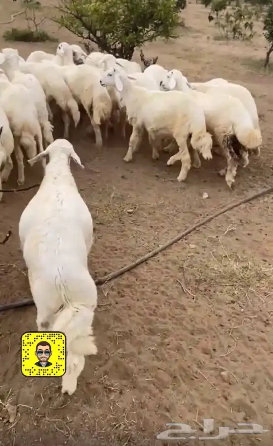 ذبايح خرفان وتيوس وحسلان وحشوان 6