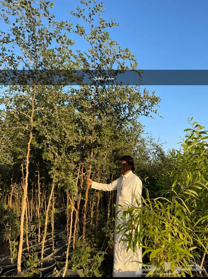 اشجار للبيع ونخيل واشنطونياء وحلفاء الموقع مدينة الرياض 6
