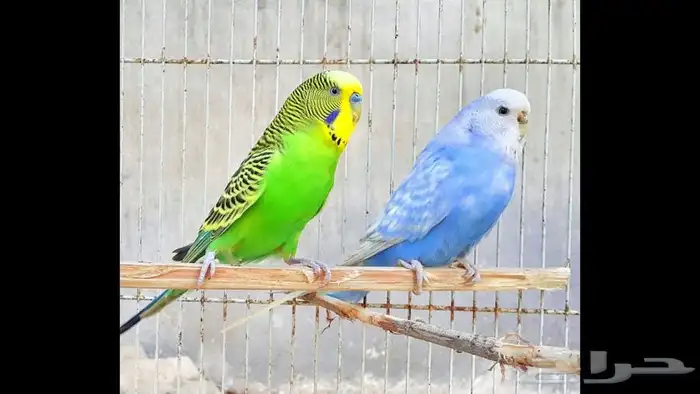 طيور البادجي بادجي الحب 2