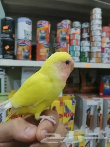 كروان روز كنيور أليف ألوان جميله 8