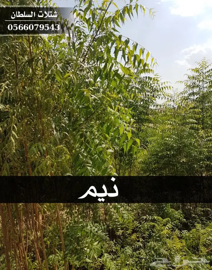 شتلات النيم الصحراويه المفيده . 0