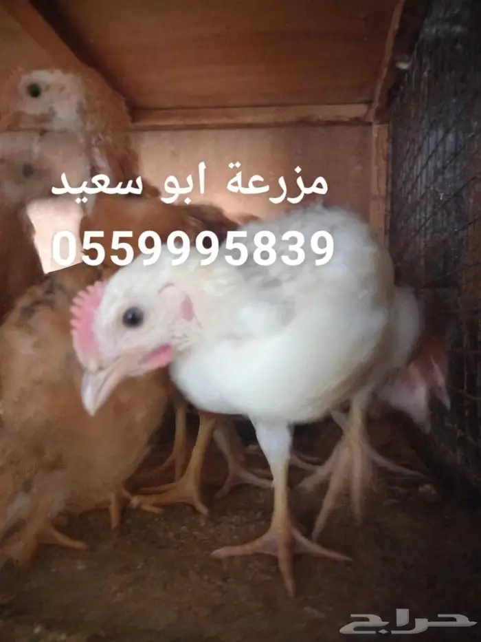 صوص فرنسي كولمبي واحمر للبيع 1