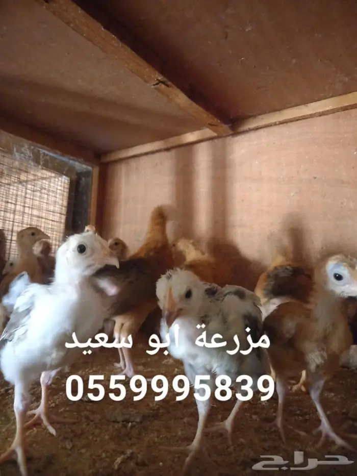 صوص فرنسي كولمبي واحمر للبيع 2