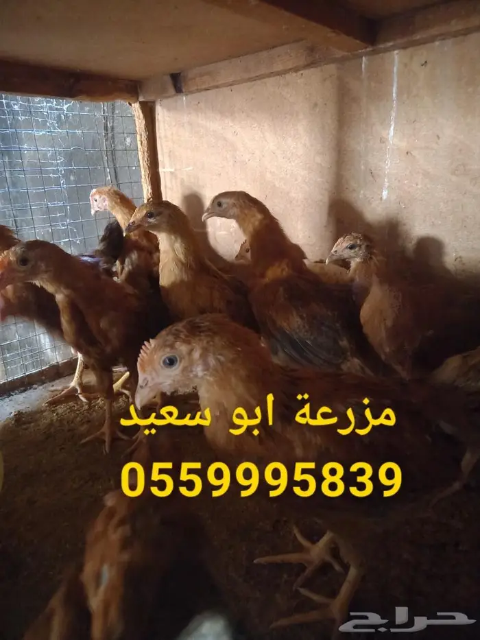 صوص فرنسي كولمبي واحمر للبيع 0