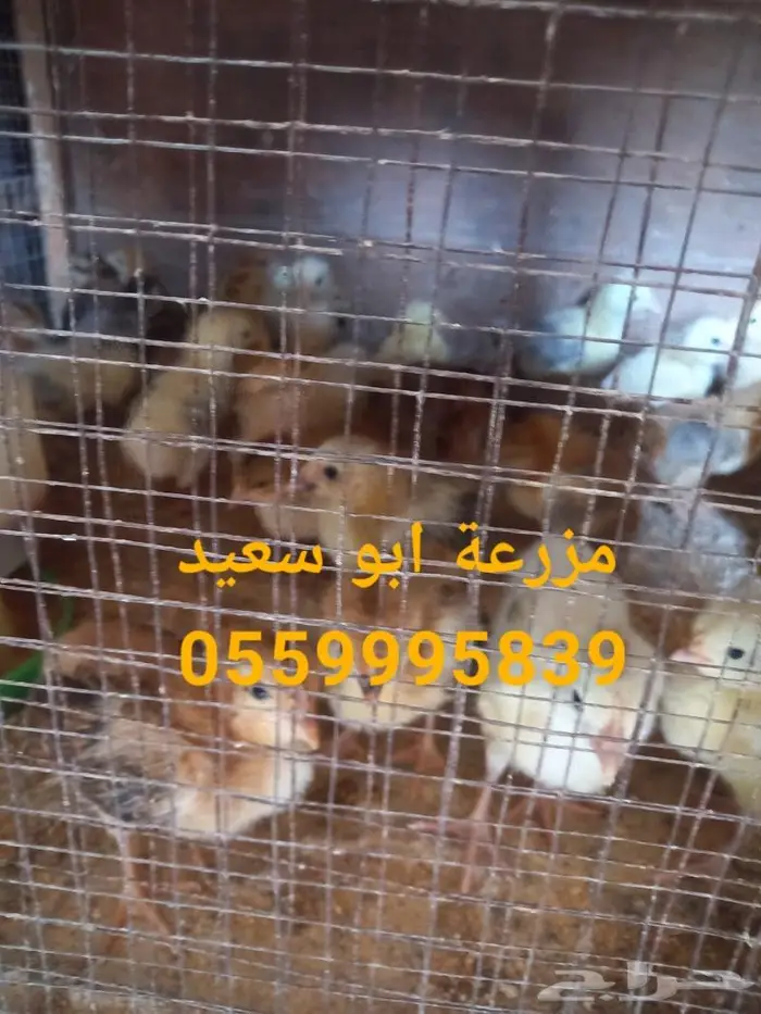 صوص فرنسي كولمبي واحمر للبيع 4