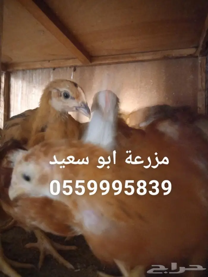 صوص فرنسي كولمبي واحمر للبيع 5