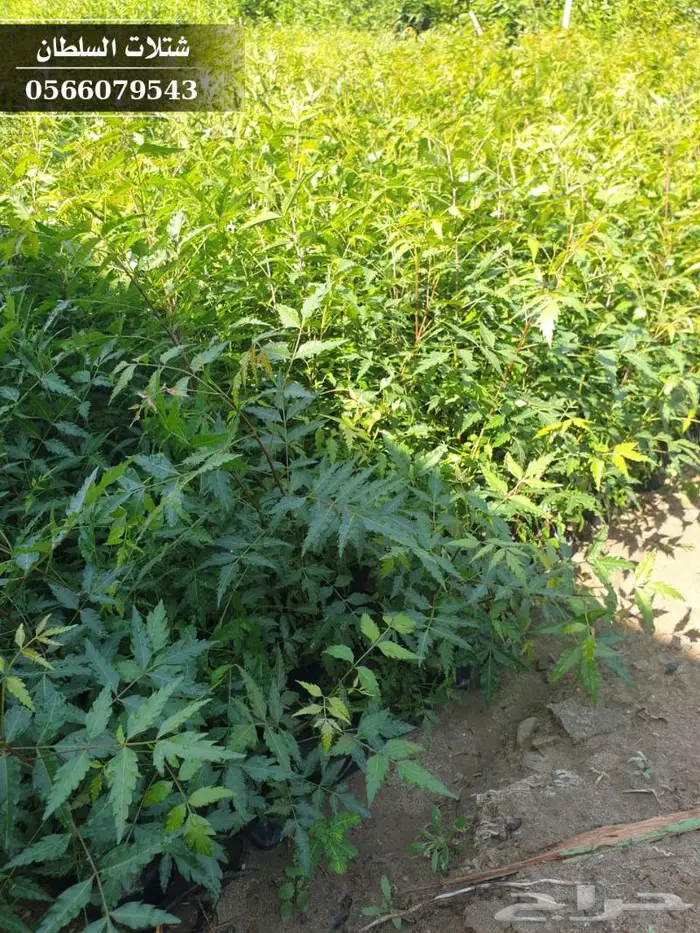 شتلات النيم الصحراويه المفيده . 3