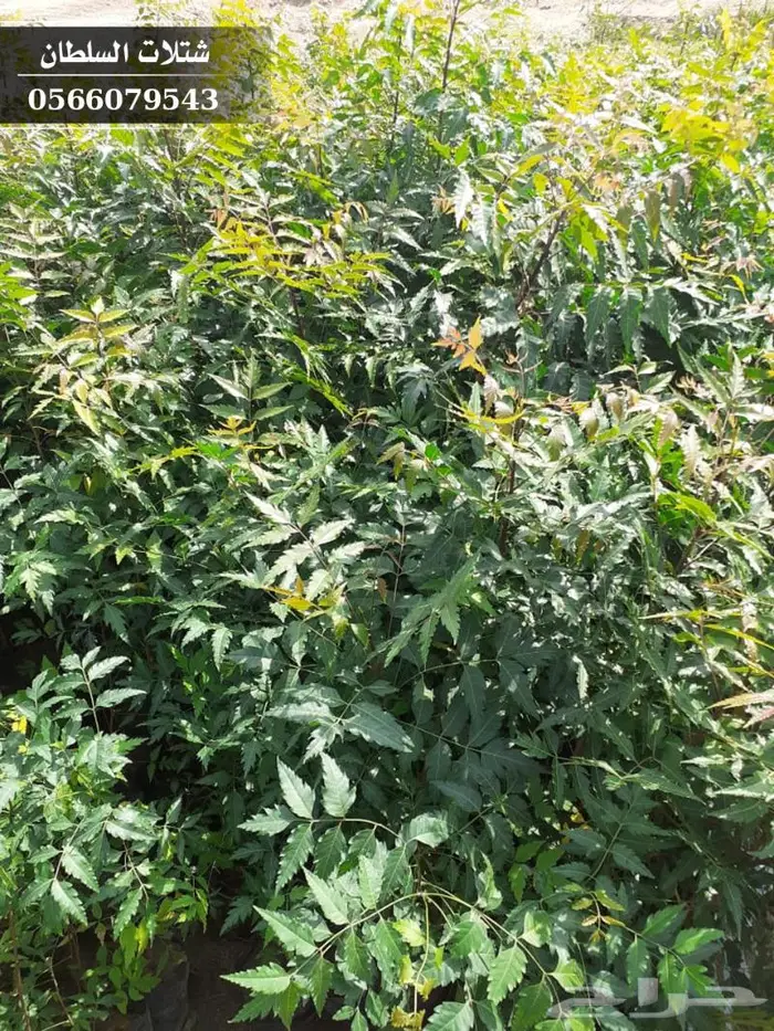 شتلات النيم الصحراويه المفيده . 4