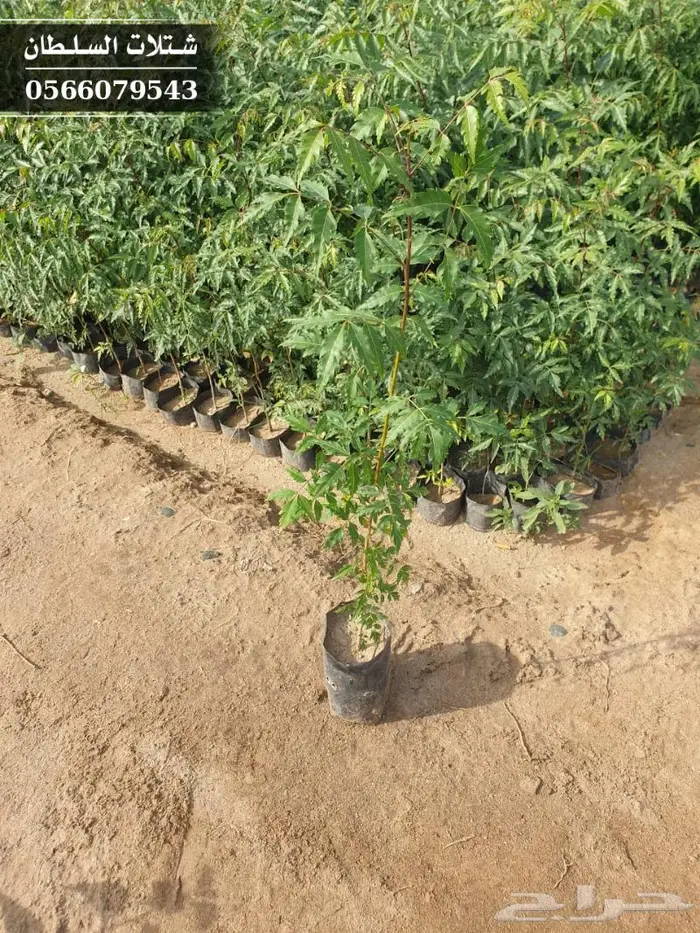 شتلات النيم الصحراويه المفيده . 5