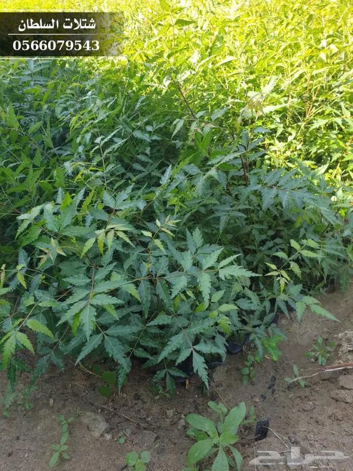 شتلات النيم الصحراويه المفيده . 7