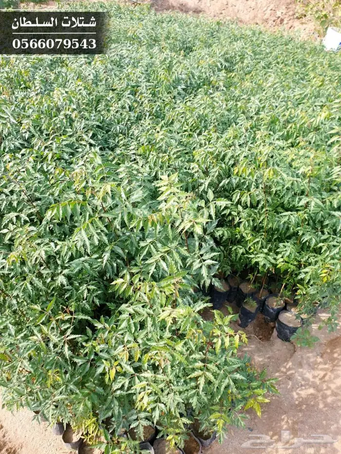 شتلات النيم الصحراويه المفيده . 8