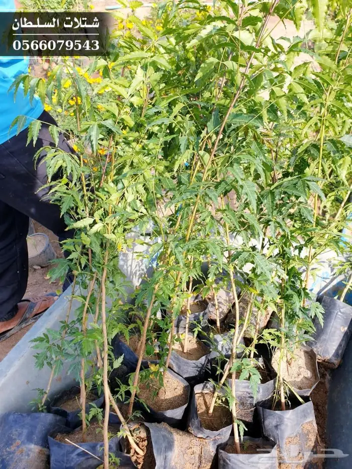 شتلات النيم الصحراويه المفيده . 9