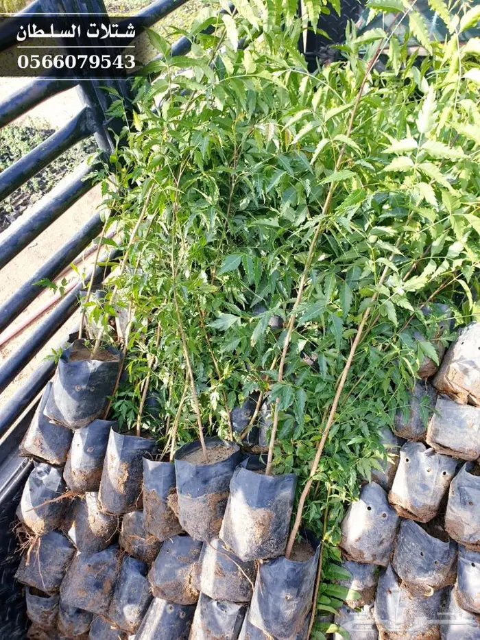 شتلات النيم الصحراويه المفيده . 10