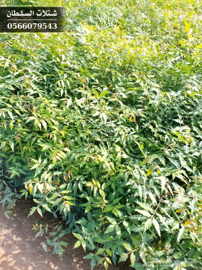 شتلات النيم الصحراويه المفيده . 1