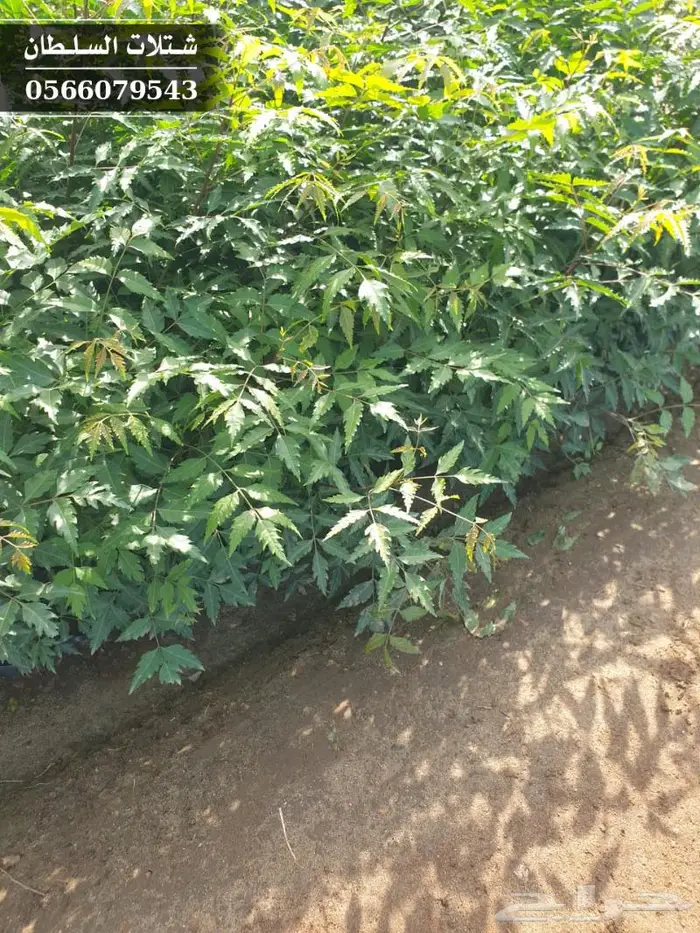 شتلات النيم الصحراويه المفيده . 2