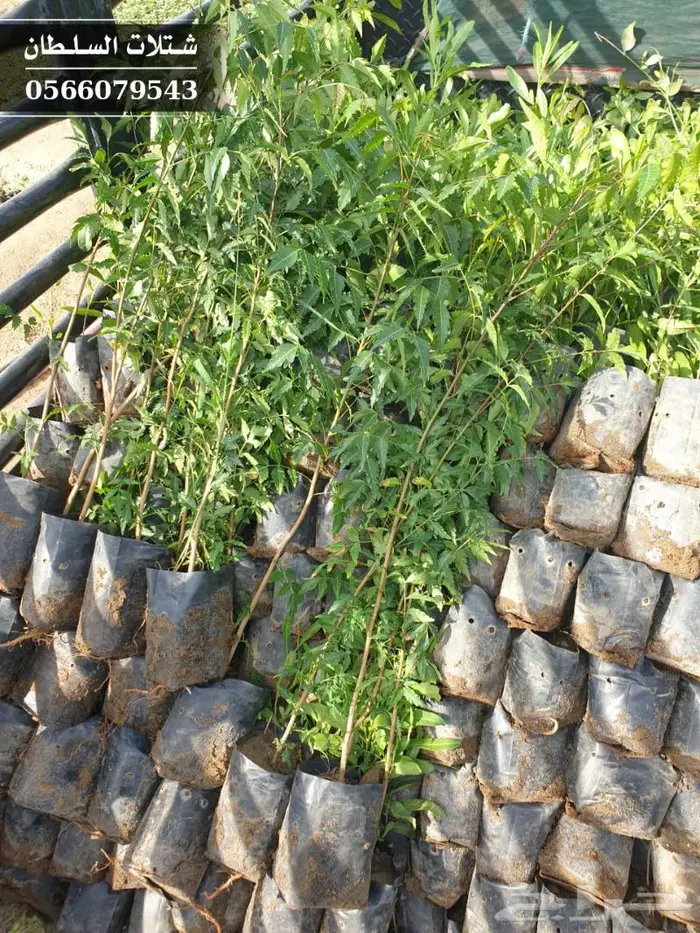 شتلات النيم الصحراويه المفيده . 17