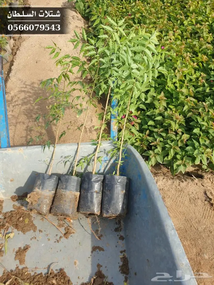 شتلات النيم الصحراويه المفيده . 18