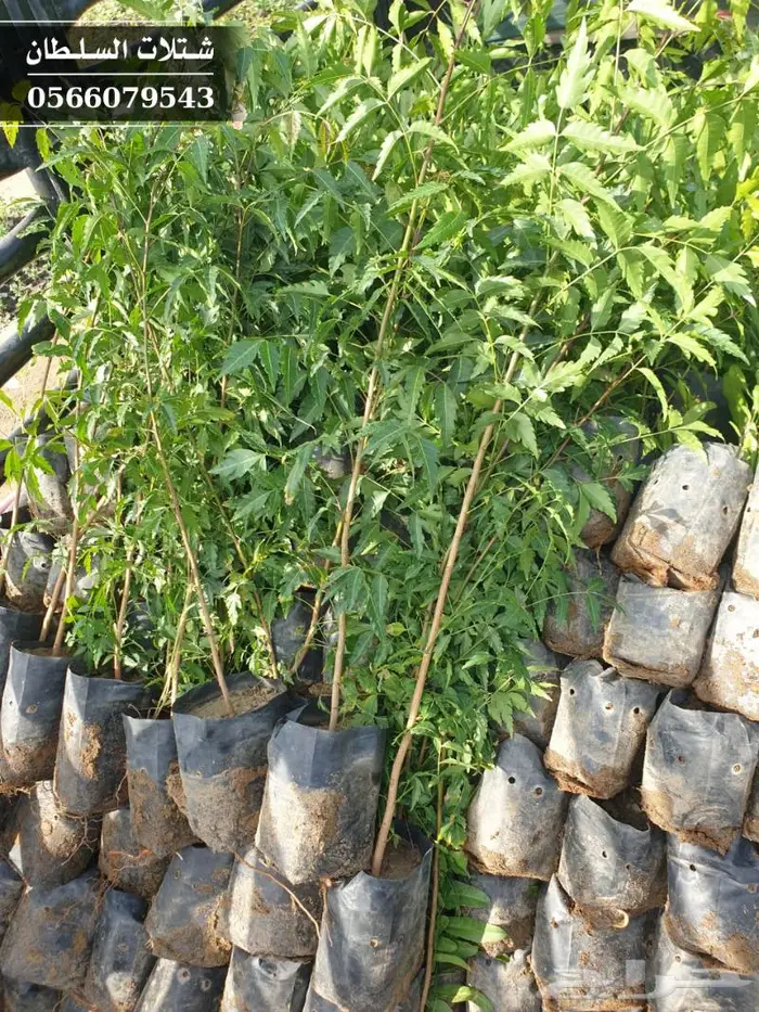 شتلات النيم الصحراويه المفيده . 20