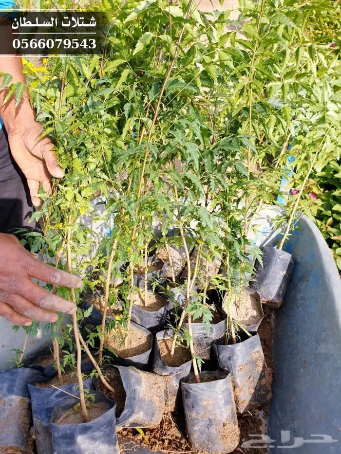 شتلات النيم الصحراويه المفيده . 21