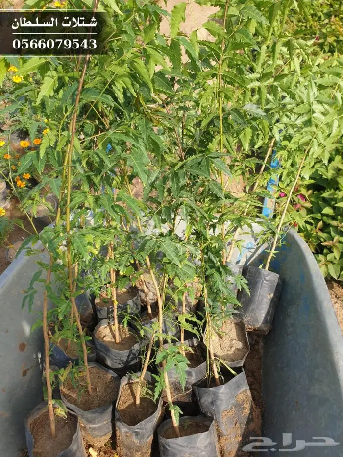 شتلات النيم الصحراويه المفيده . 22