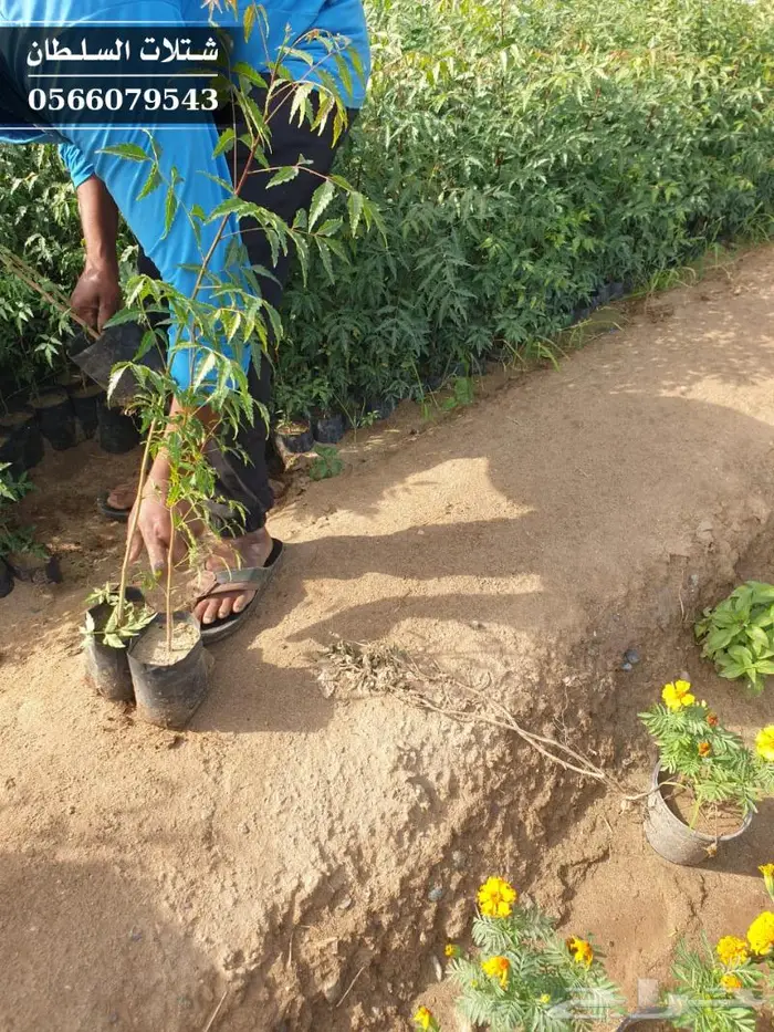 شتلات النيم الصحراويه المفيده . 23