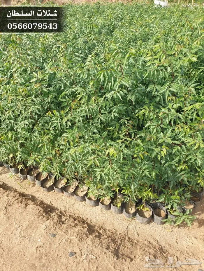 شتلات النيم الصحراويه المفيده . 24