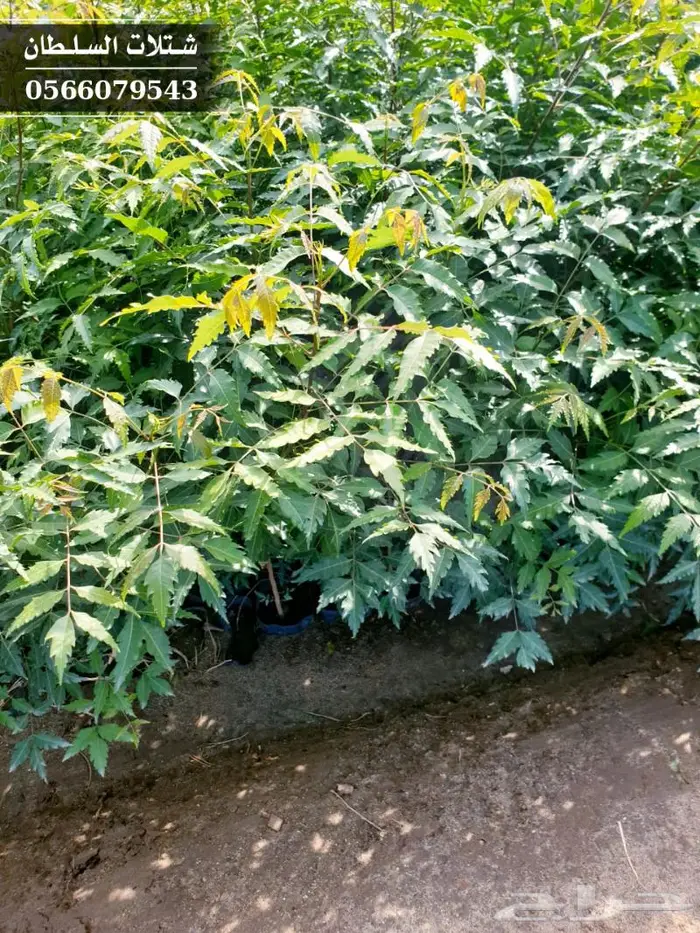 شتلات النيم الصحراويه المفيده . 12